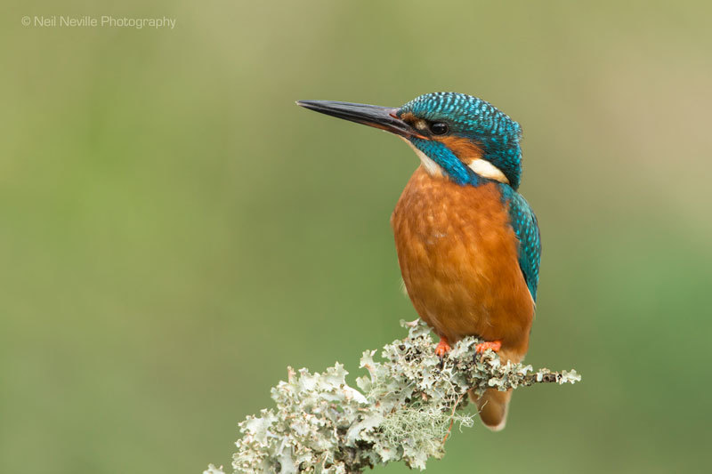  - Kingfisher