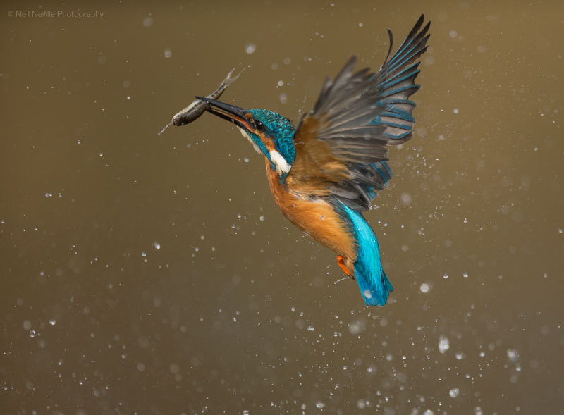  - Kingfisher