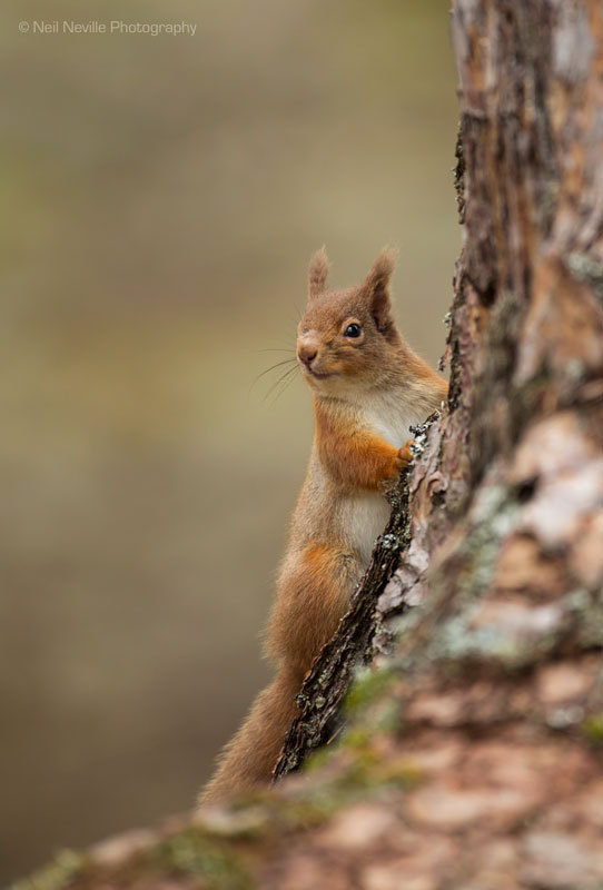  - Red Squirrel