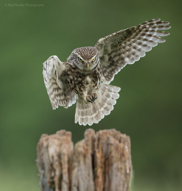  - Little Owl