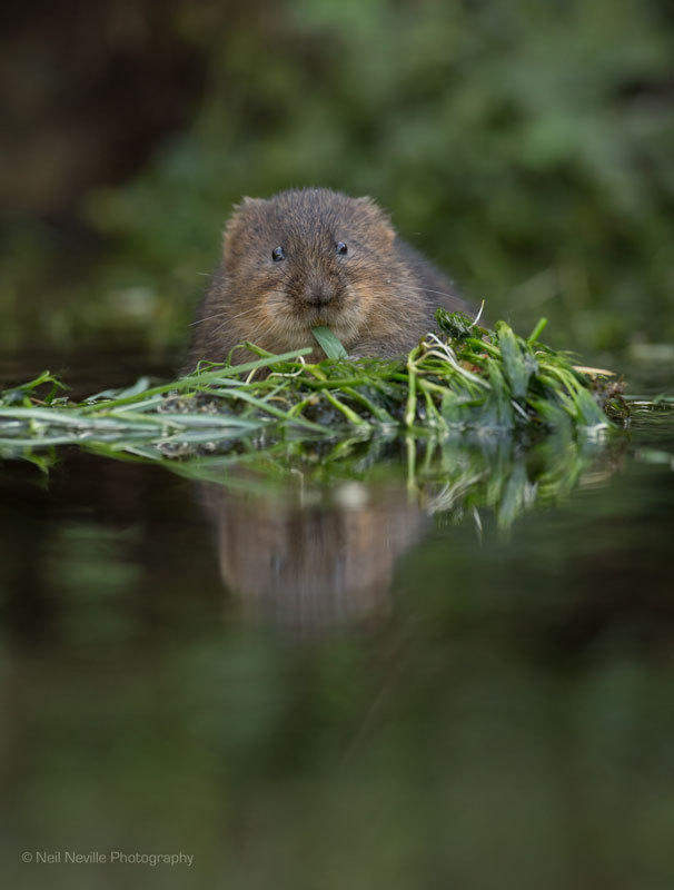  - Water Vole