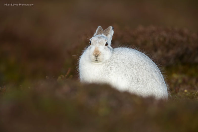  - Mountain Hare