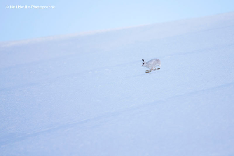  - Mountain Hare