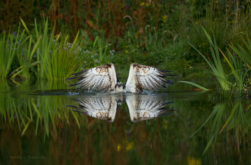  - Osprey