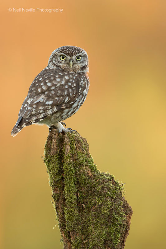  - Little Owl