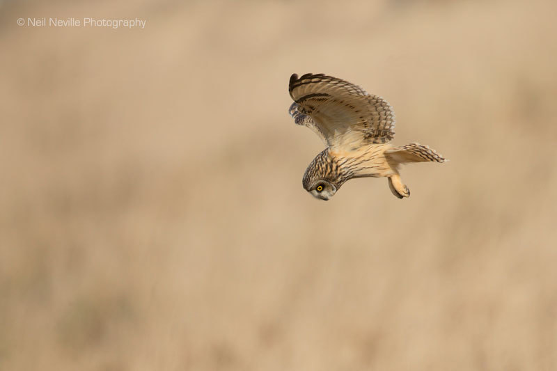  - Short Eared Owl