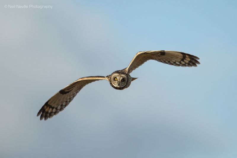  - Short Eared Owl