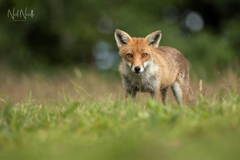  - Red Fox