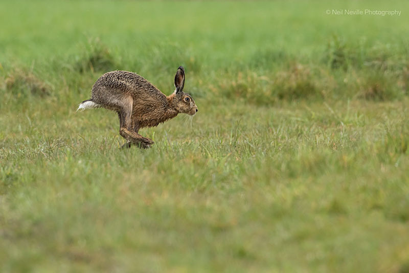  - Brown Hare