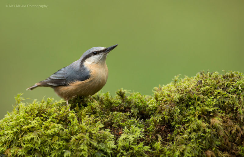  - Woodpeckers & Nuthatch