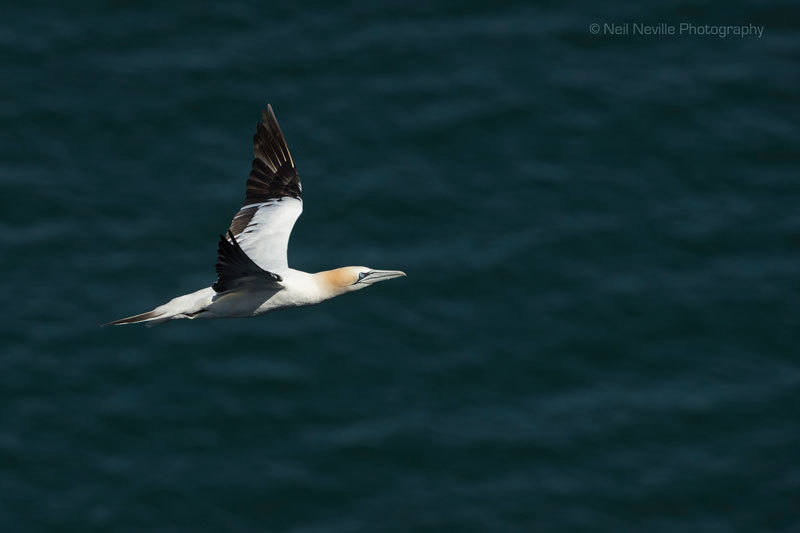  - Northern Gannet