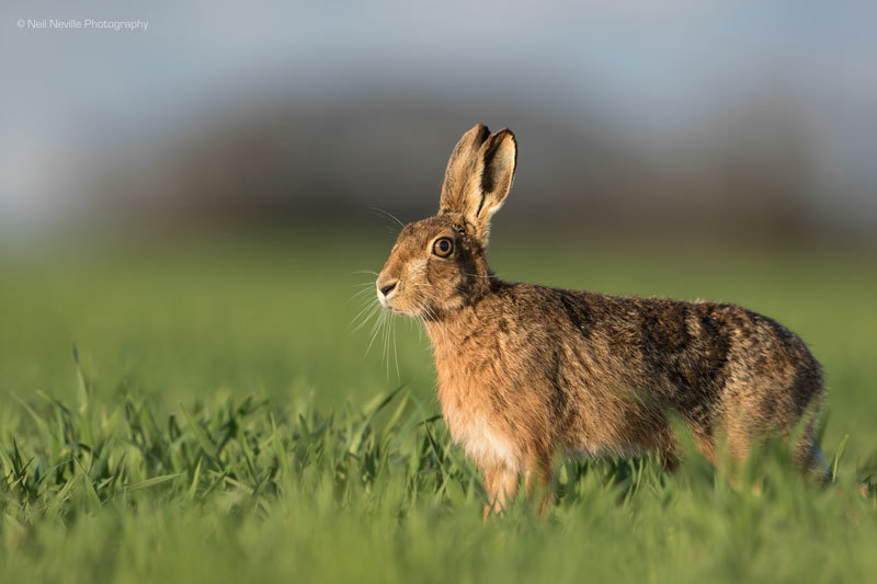  - Brown Hare