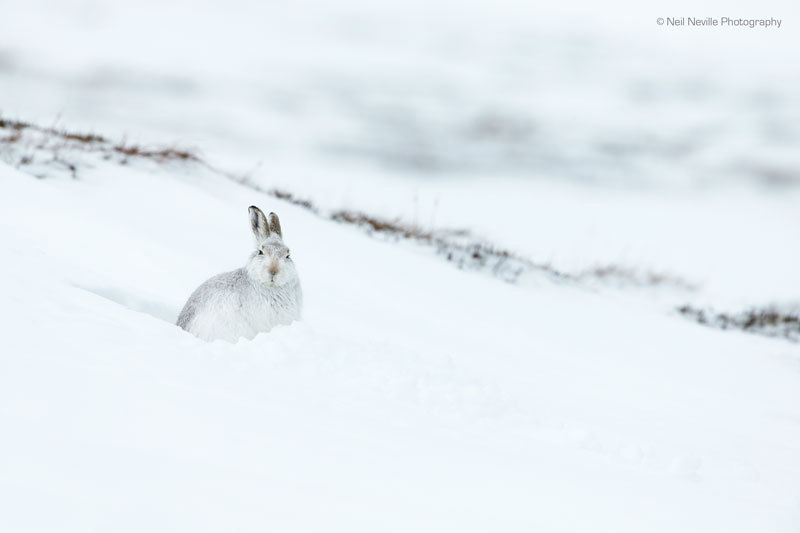  - Mountain Hare