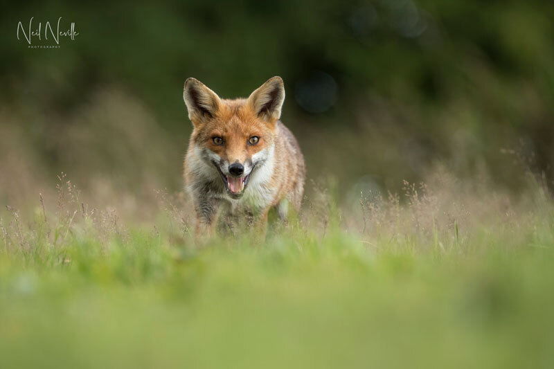  - Red Fox