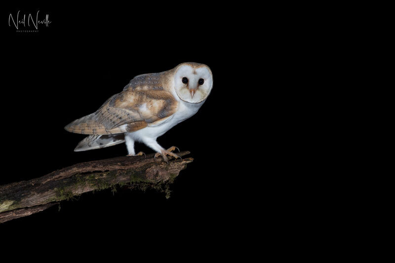  - Barn Owl