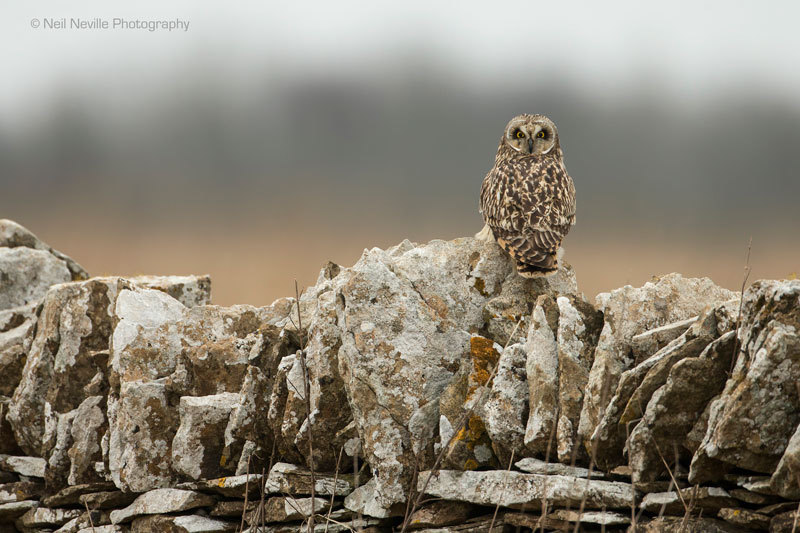  - Short Eared Owl
