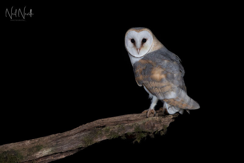  - Barn Owl