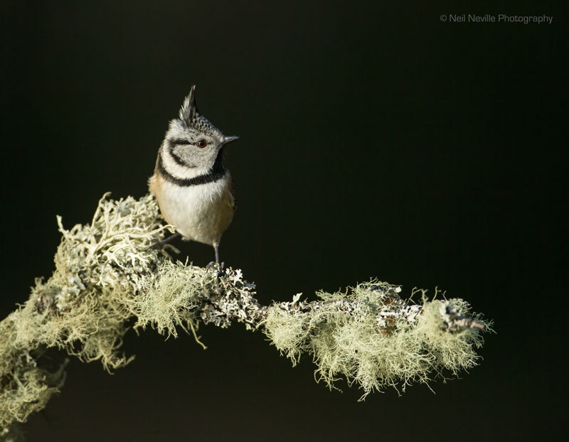  - Crested Tit