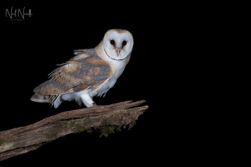  - Barn Owl