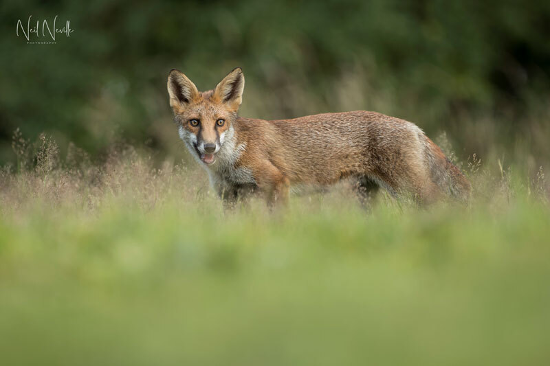  - Red Fox