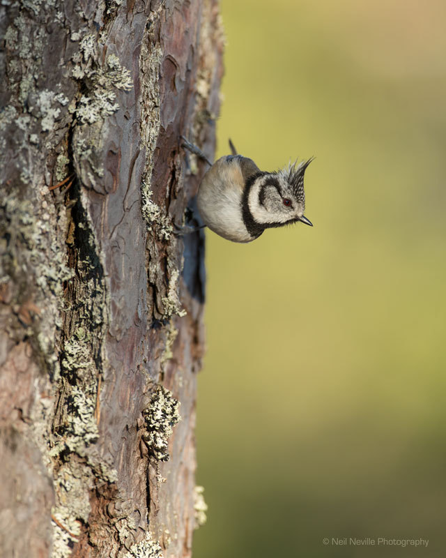  - Crested Tit