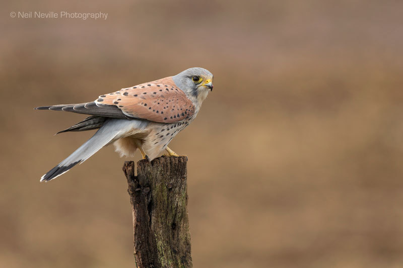  - Kestrel