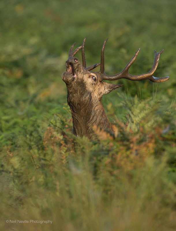  - Red Deer