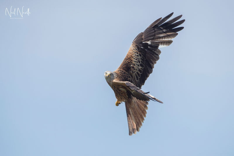  - Red Kite