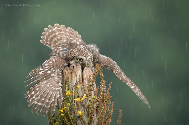  - Little Owl