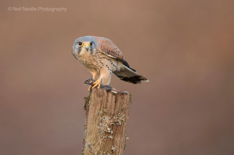  - Kestrel