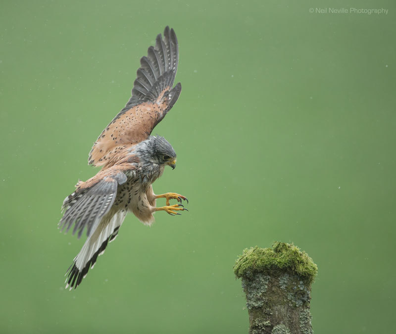  - Kestrel