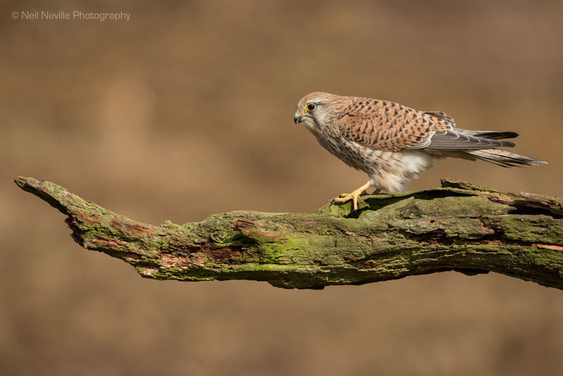  - Kestrel