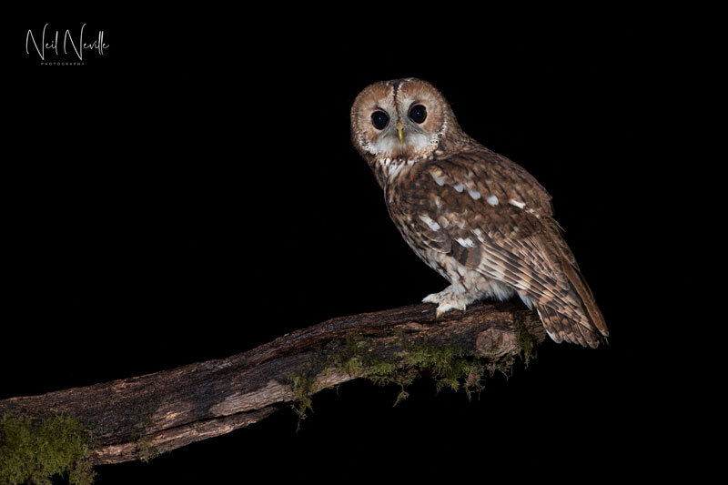  - Tawny Owl