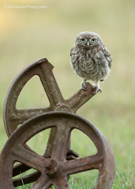  - Little Owl