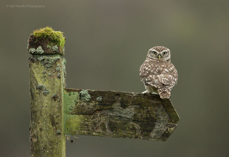  - Little Owl