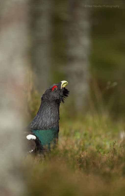  - Capercaillie