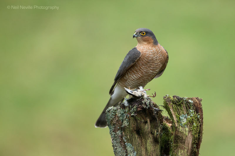  - Sparrowhawk