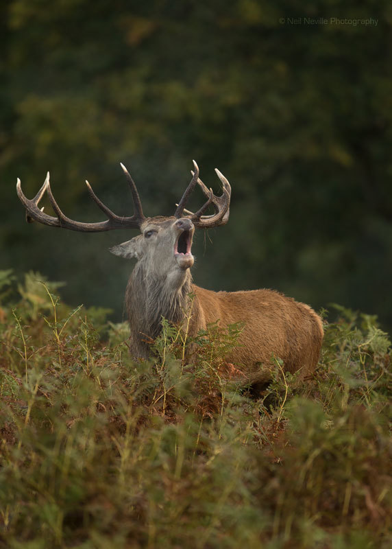  - Red Deer