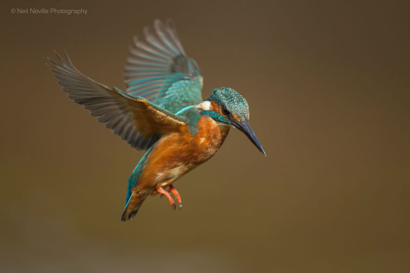  - Kingfisher