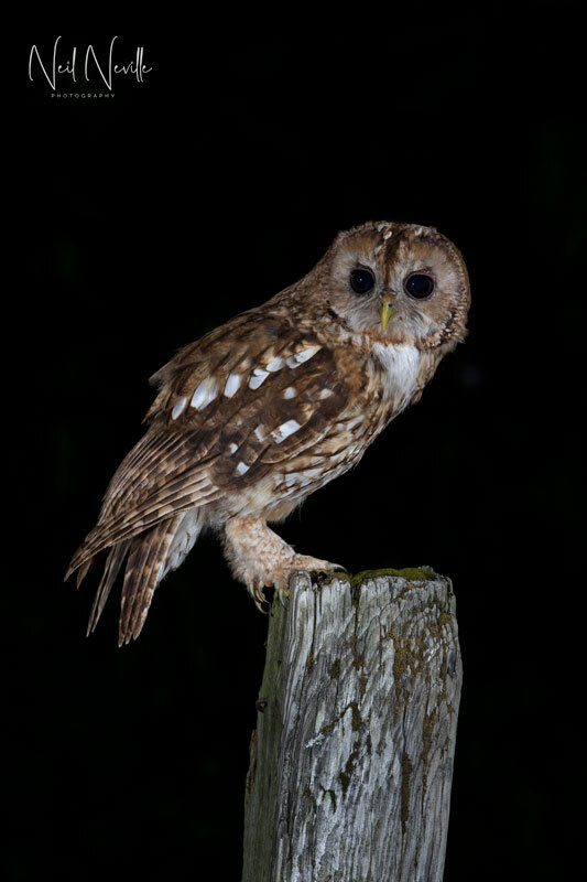  - Tawny Owl