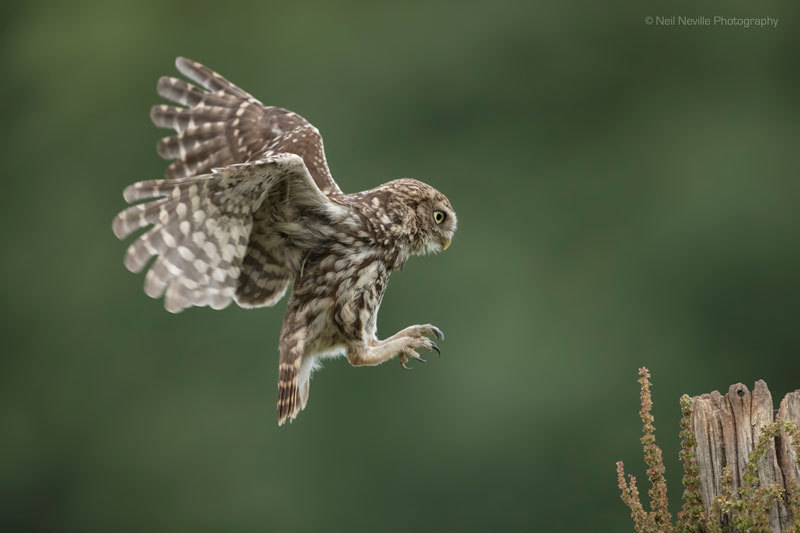  - Little Owl