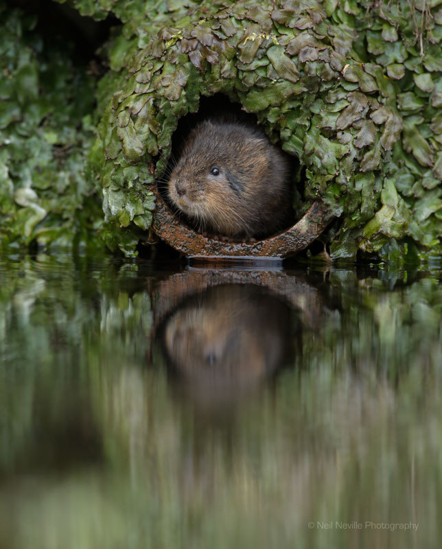  - Water Vole