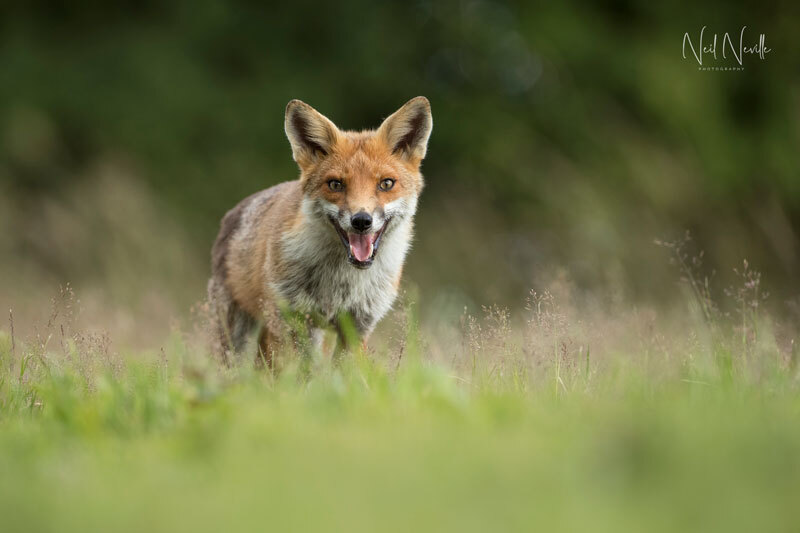  - Red Fox