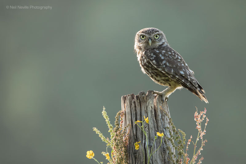  - Little Owl