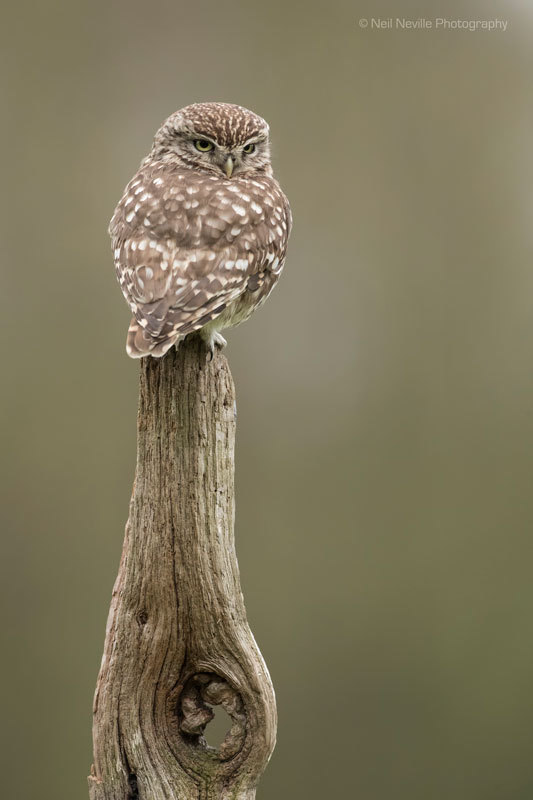  - Little Owl