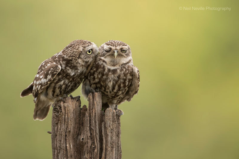  - Little Owl