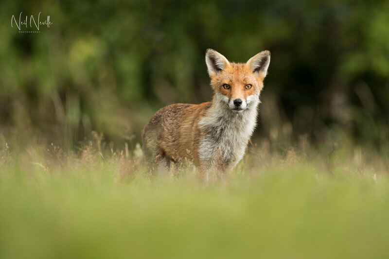  - Red Fox