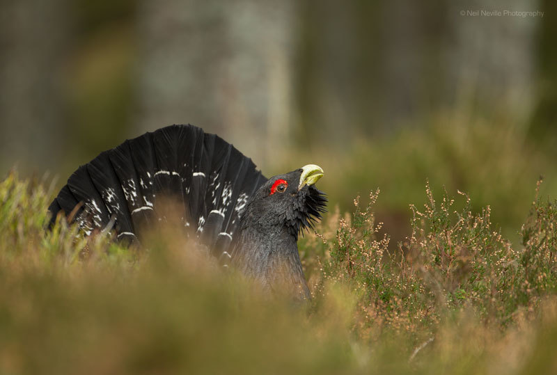  - Capercaillie