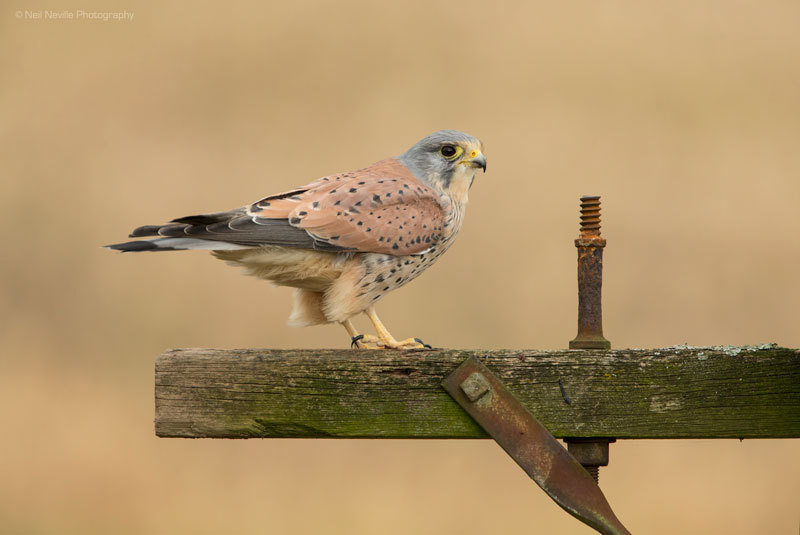  - Kestrel