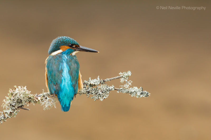  - Kingfisher